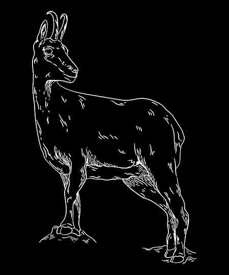 T-Shirt Montagne « Chasse Fanatik Isard »